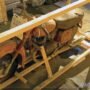 Jawa video